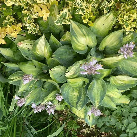 In Den Weinbergen Kuffern