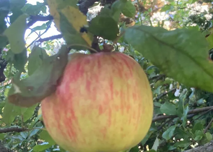 Apartment In Den Weinbergen *